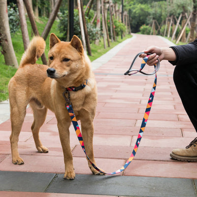 Durable Dog Leash - Strong & Comfortable Lead for Daily Walks & Training