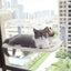 Cat Window Hammock - Suction Cup Perch Bed for Sunny Naps & Bird Watching