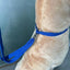 Pet Grooming Restraint Loop - Adjustable Bathing Sling for Dogs & Cats